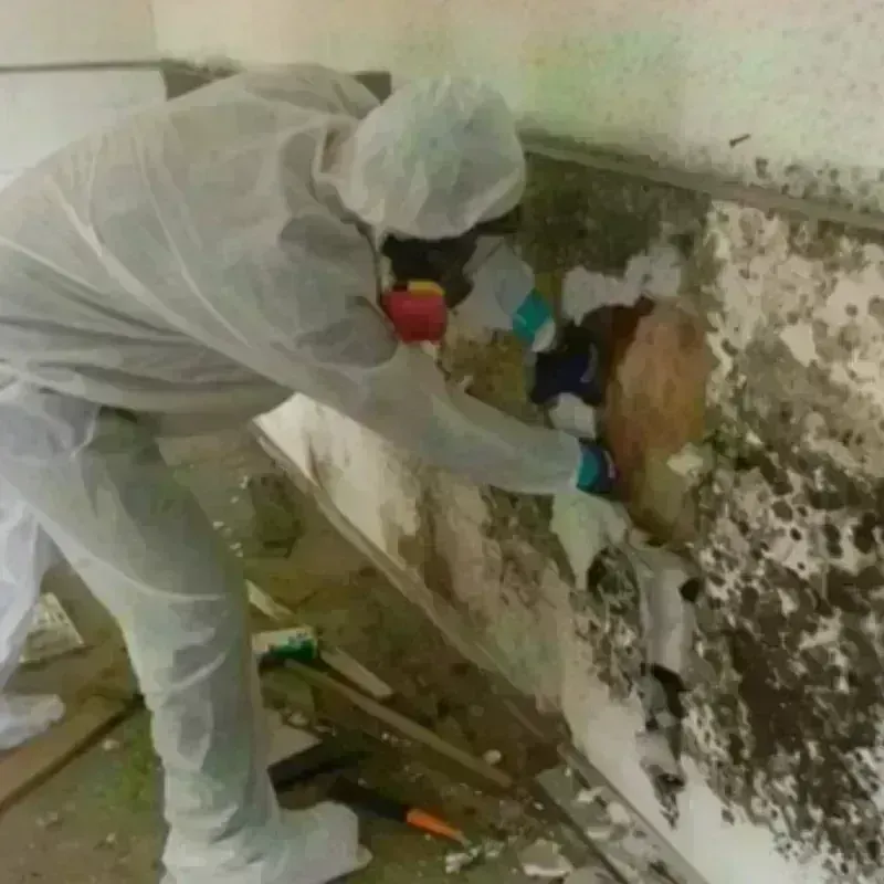 Mold Remediation and Removal in Somerset, KY